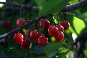 SĂRBĂTOAREA “CIREŞARUL COPIILOR”