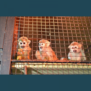 Grădina Zoologică din capitală a achiziționat peste 30 de viețuitoare noi