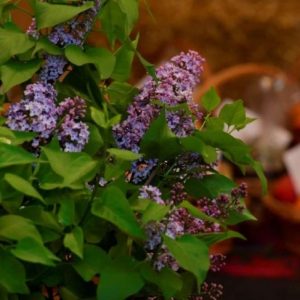 Lansarea Campaniei sociale de susținere a personalităților marcante din domeniul culturii „Dăruim lumină” (video)