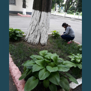 Școala primară nr.82, str.M.Dragan 8/2   Amenajarea și salubrizarea (cositul ierbii) a teritoriului aferent/adiacent al instituției de învățământ