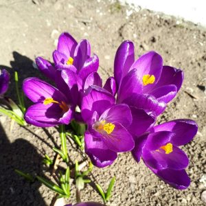 Vine, vine pri-mă-vara, Se așterne-n toată țara. Floricele …pe teren. . Hai să le admirăm… împreună !