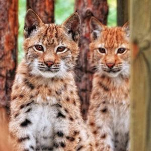 Pe 1 iunie, intrarea la Grădina Zoologică pentru copiii până la 16 ani va fi gratuită!